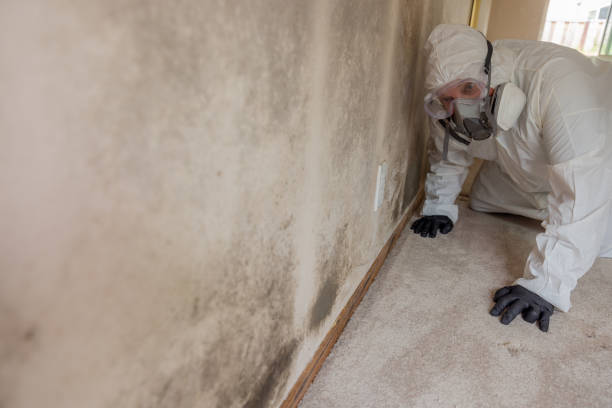 Asbestos and Lead Testing During Mold Inspection in Chickamauga, GA